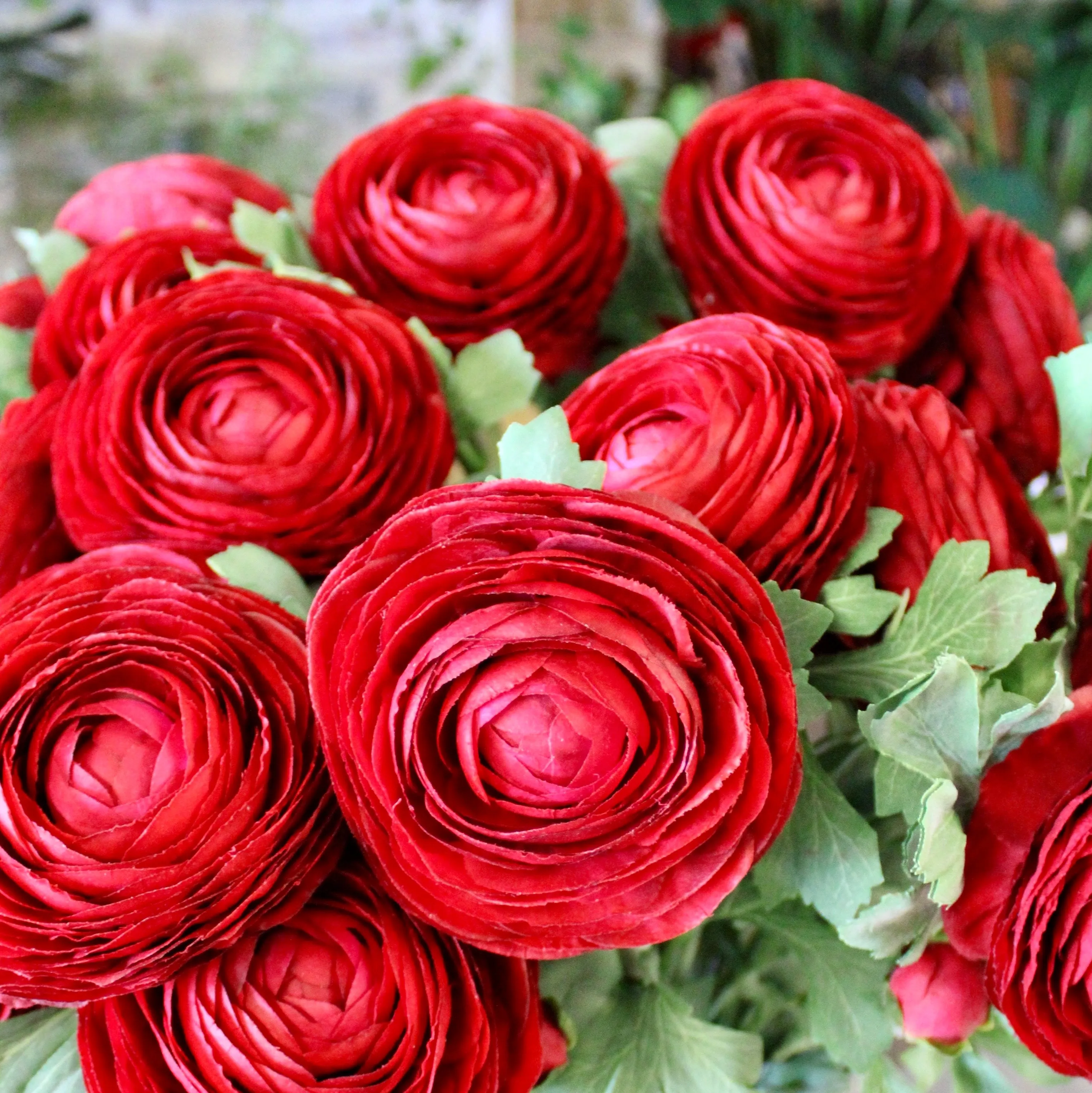 Deep Red Ranunculus Stem